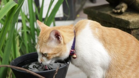 Lovely cat drinking water in the garden.
