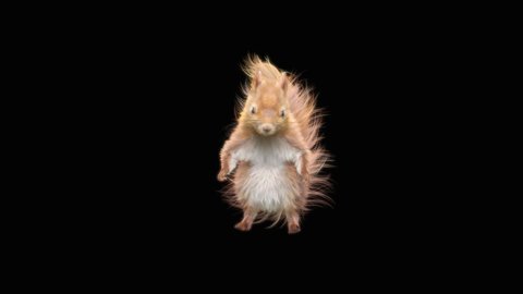squirrel Dance CG fur, 3d rendering, animal realistic CGI VFX, composition 3d mapping, cartoon, Included in the end of the clip with Luma matte.