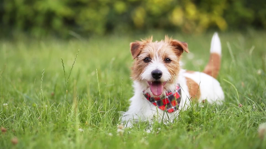 Happy cute funny playful small breed jack russell terrier pet dog puppy wagging his tail in the grass and smiling Royalty-Free Stock Footage #1056332627