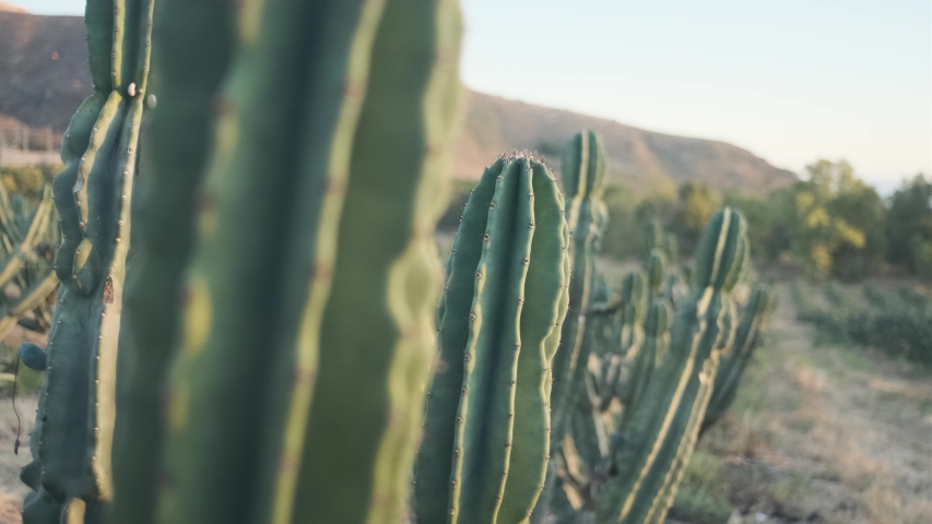 Close up of cactus in a cacti forest. wild west Desert Golan heights Israel. Kubo. Green prickly cactus Gymnocalycium or Golden Echinopsis calochlora cactus closeup. cowboys in saguaro field. mountain Royalty-Free Stock Footage #1056337457