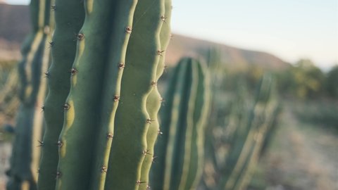 Close up of cactus in a cacti forest. wild west Desert Golan heights Israel. Kubo. Green prickly cactus Gymnocalycium or Golden Echinopsis calochlora cactus closeup. cowboys in saguaro field. mountain