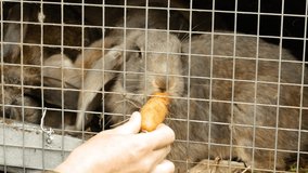 A woman feeds a rabbit. A hare eats a carrot. An animal in a cage.