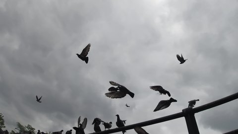 Flock of birds taking off in slow motion 