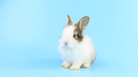 Adorable White Baby Nd Rabbit Video De Stock 100 Libre De Droit Shutterstock