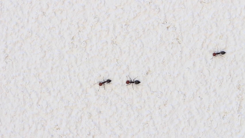 Close up of a line of ants Royalty-Free Stock Footage #1056342437