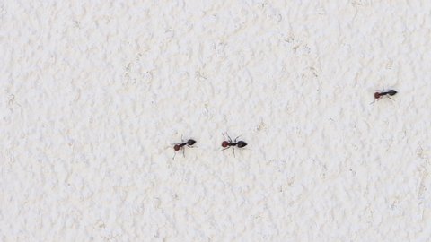 Close up of a line of ants