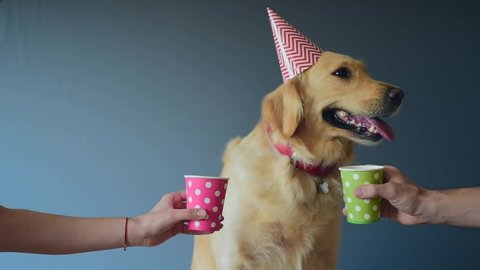 Young family  with their Golden retriever dog celebrate  birthday party at home. Cheers