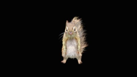 Chipmunk Dance,gangnam style, CG fur, 3d rendering, animal realistic composition, 3d mapping, cartoon, Animation Loop, Included in the end of the clip with Alpha matte.