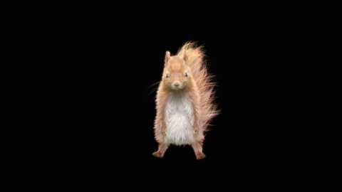 squirrel Dance, gangnam style, CG fur, 3d rendering, animal realistic CGI VFX, composition 3d mapping, cartoon, Included in the end of the clip with Alpha matte.