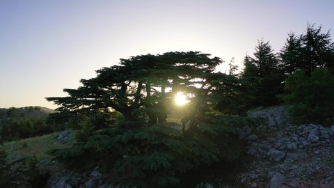 footage for the sunrise moment, behind a perennial Lebanese cedar