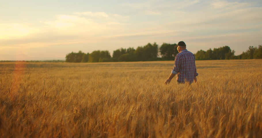 Man agronomist farmer in golden wheat field at sunset. Male looks at the ears of wheat, rear view. Farmers hand touches the ear of wheat at sunset. The agriculturist inspects a field of ripe wheat.