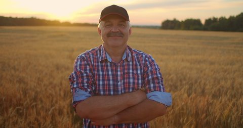 Portrait of a smiling Senior adult farmer in a cap in a field of cereals. In the sunset light, an elderly man in a tractor driver after a working day smiles and looks at the camera.