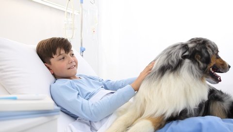 dog therapy, llonely and sick child lying in hospital bed is cheered by the happiness of the dog