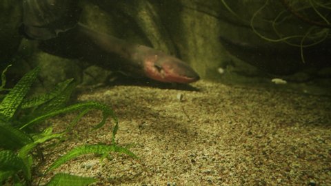 electric eels in aquarium Amazon