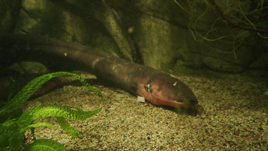 stuffed electric eel