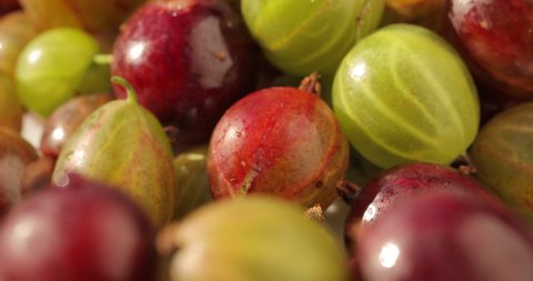 Macro shot of a gooseberry. Fresh, juicy, organic, natural, delicious gooseberries are spinning, and in their foreground in defocus gooseberries.