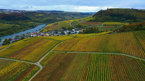 AERIAL WS Landscape with vineyards and river / Ahn, Moselle Valley, Canton of Grevenmacher, Luxembourg