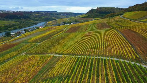 AERIAL WS Landscape with vineyards and river / Ahn, Moselle Valley, Canton of Grevenmacher, Luxembourg