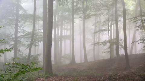 WS PAN Trees in forest in fog / Kastel-Staadt, Rhineland-Palatinate, Germany