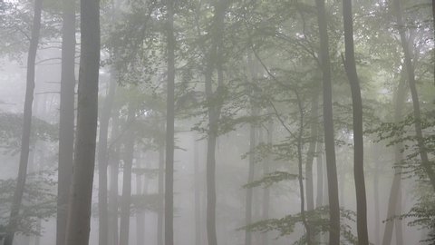 WS TD Trees in forest in fog / Kastel-Staadt, Rhineland-Palatinate, Germany