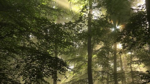 WS TD Trees in forest in sunlight/ Kastel-Staadt, Rhineland-Palatinate, Germany