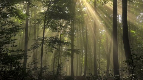 WS Trees in forest in sunlight/ Kastel-Staadt, Rhineland-Palatinate, Germany