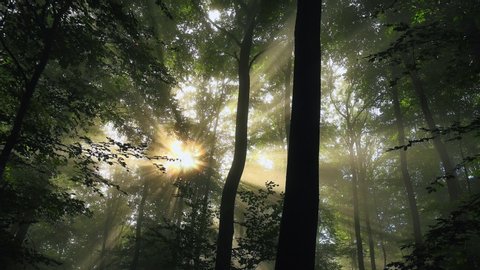 WS Trees in forest in sunlight/ Kastel-Staadt, Rhineland-Palatinate, Germany