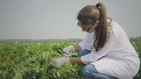 Female biologist inspecting Colorado potato beetle larvae in test tube using magnifier. Mid-adult scientist takes analyzes of pests in cultivated potato field