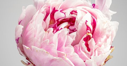 Beautiful Pink Peony Background Blooming Peony Stock Footage Video (100%  Royalty-free) 1056363071 | Shutterstock