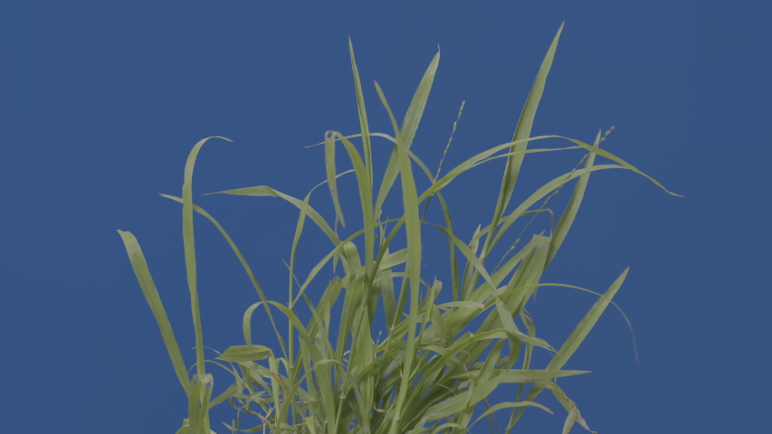 Beautiful clump of grass blowing in wind isolated on blue screen, high resolution plate footage of green grass moving in breeze captured in 6K for clarity and oversampled to 4K Royalty-Free Stock Footage #1056363593