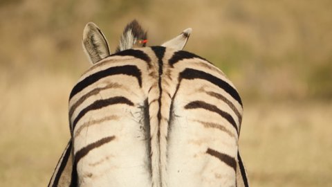 Oxpecker bird on Plains Zebra in South Africa