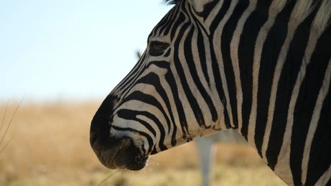 Plains Zebra Close Up in South Africa