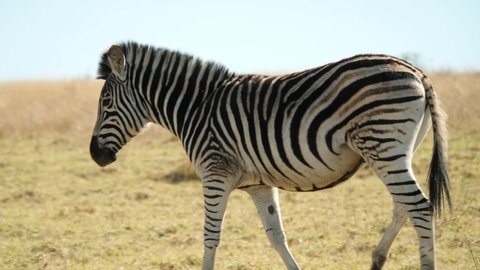 Zebra walking in natural habitat, South Africa