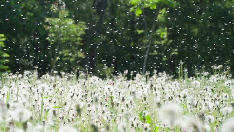 Dandelion Seeds Spread by Wind. Large forest glade of ripe dandelions. A light breeze randomly blows seeds into flight. Filmed at a speed of 240fps