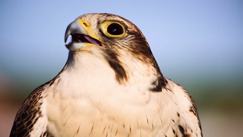 Close up of a predator bird with sharp beak and large black eyes, mouth opening