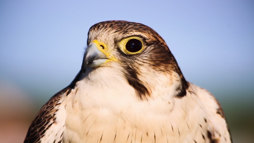 Healthy adult falcon perched on protective leather glove, falconry, pan down