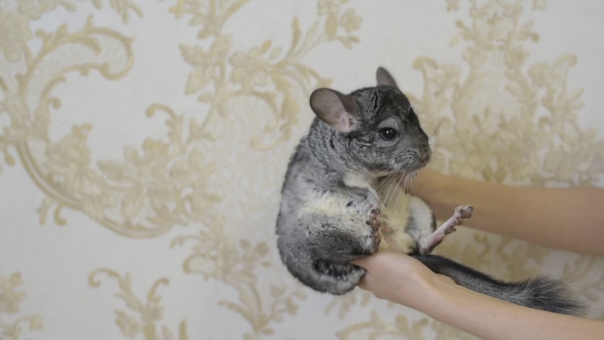 Pretty chinchilla sitting on a female hand