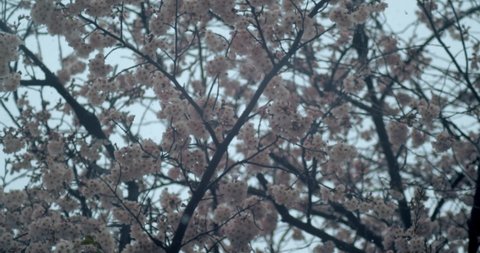 Panning slow motion shot of snowfall falling around a Sakura Tree