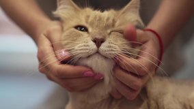 cute curious cat indoors and looking up, fluffy Siberian cat yawn, the concept of pets - Powered by Shutterstock - Get 15% off with code: PIKWIZARD15