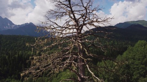 Died dry pine tree alone on crag with forest mountains background. Mid open shot from terrible dead wood at high altitude panorama into the distance epic view at summer cloudy day