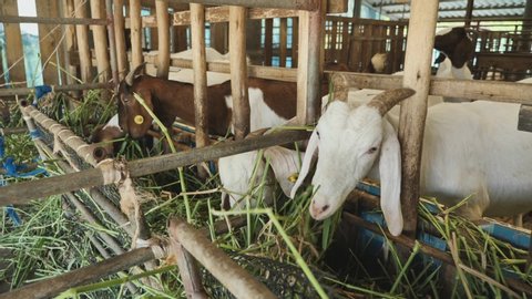 movement of group of sheep eating green grass in house, agricultural products in many ways region of Thailand. animal concept of scene insert for advertisement of herbivores.