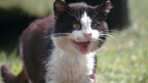 Close-up of an old homeless battered black-and-white cat mewing, waving its tail and demanding food. Portrait of a street animal in its natural habitat