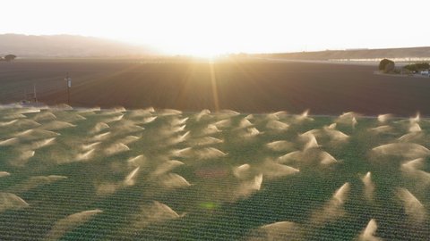 Summer harvest season. Countryside landscape with sunset over the horizon. 4K aerial shot for background with copy space. Irrigation system is sprinkling green field with kale plants, California, USA