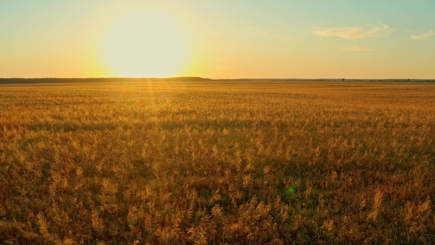 Aerial Cinematic clip: Drone flying over a wheat field during sunset. Drone flies over yellow agriculture wheat field. Beautiful  summer landscape of a wheat field. Top view to the farm wheatfield. | Shutterstock HD Video #1056387128