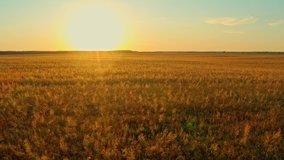 Aerial Cinematic clip: Drone flying over a wheat field during sunset. Drone flies over yellow agriculture wheat field. Beautiful  summer landscape of a wheat field. Top view to the farm wheatfield. - Powered by Shutterstock - Get 15% off with code: PIKWIZARD15