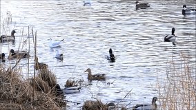 Ducks and gulls swimming in the water at the shore in winter
