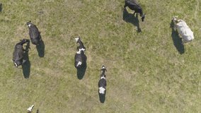 Drone footage. Large herd cows grazing on farmland. 
