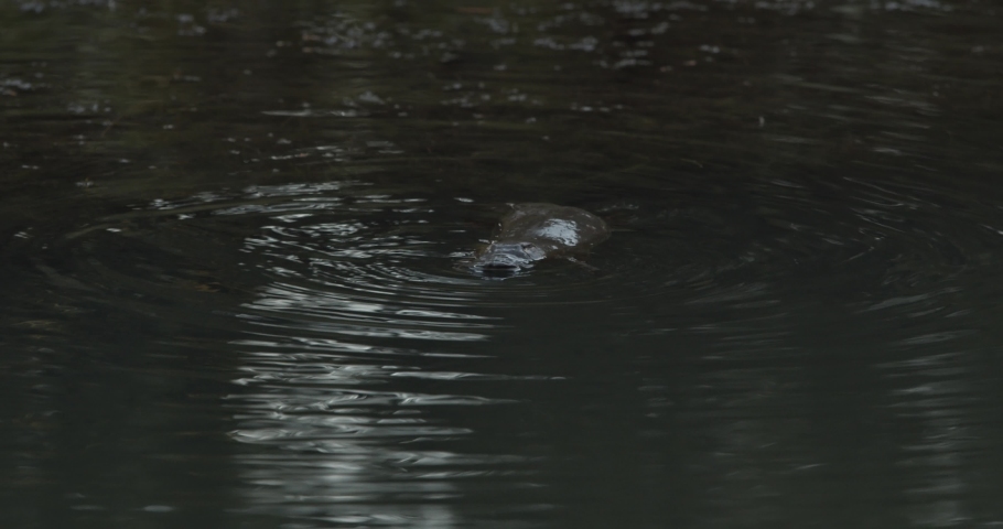 Slowmotion - Platypus close up and duck dive in the wild Royalty-Free Stock Footage #1056391754