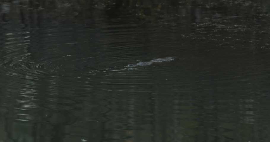 Slowmotion Platypus swimming turns to face camera in the wild Royalty-Free Stock Footage #1056391760