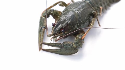 Healthy And Active River Lobster の動画素材 ロイヤリティフリー Shutterstock Healthy And Active River Lobster の動画素材 ロイヤリティフリー Shutterstock